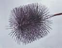 Round Wire Chimney Brushes - 1/4" Thread